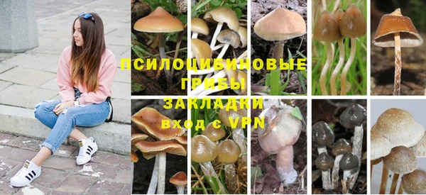 PSILOCYBIN Богданович